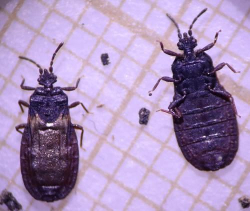 Aneurus avenius
